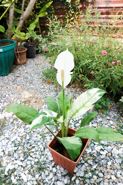 Spathiphyllum Monocotiledone Araceae Spath Lily Pace Con Fiore Bianco Puntino — Foto Stock