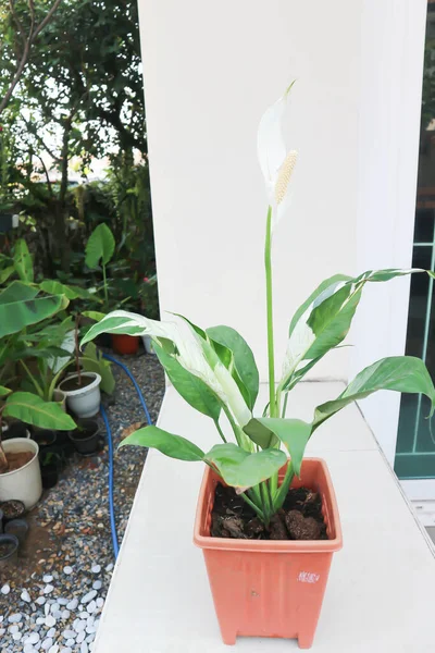 Spathiphyllum Monocotyledonous Araceae Spath Lily Peace Con Flor Blanca Punto — Foto de Stock