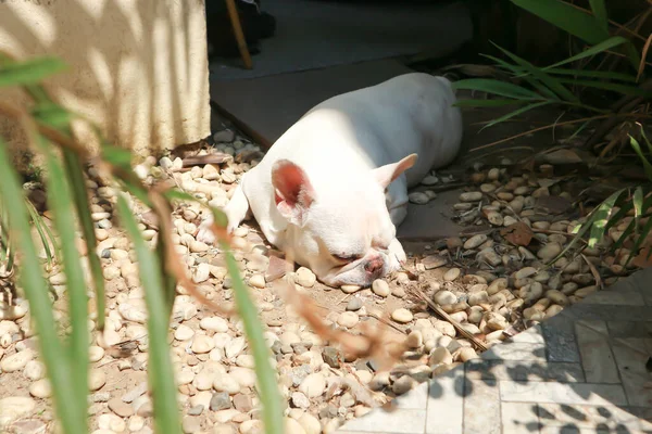 白色法国斗牛犬 昏昏欲睡的法国斗牛犬或熟睡的法国斗牛犬 — 图库照片