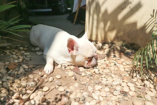 Bulldog Francês Branco Bulldog Francês Sonolento Bulldog Francês Adormecido — Fotografia de Stock