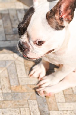 Köpek ya da Fransız bulldog, yerde habersiz bir Fransız bulldog.