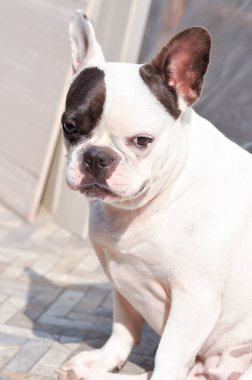 Köpek ya da Fransız bulldog, yerde habersiz bir Fransız bulldog.