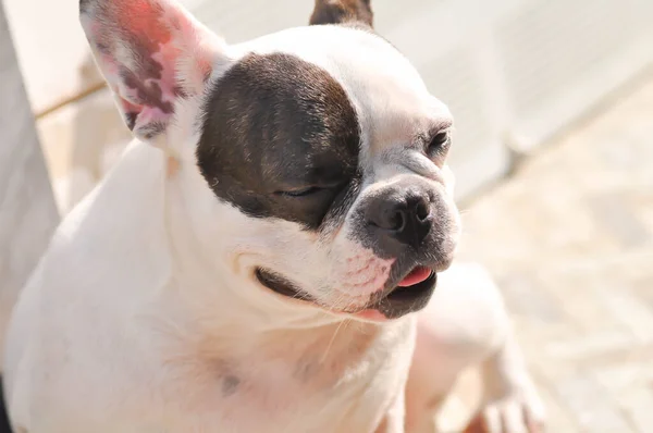 Pies Lub Buldog Francuski Nieświadomy Buldog Francuski Podłodze — Zdjęcie stockowe