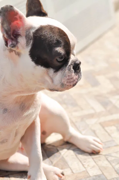 Pies Lub Buldog Francuski Nieświadomy Buldog Francuski Podłodze — Zdjęcie stockowe