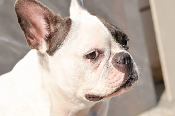 Perro Bulldog Francés Bulldog Francés Inconsciente Suelo — Foto de Stock