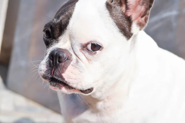 Hund Eller Fransk Bulldog Omedveten Fransk Bulldogg Golvet — Stockfoto