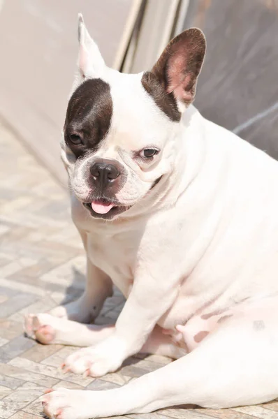 Hond Franse Bulldog Onwetende Franse Bulldog Vloer — Stockfoto
