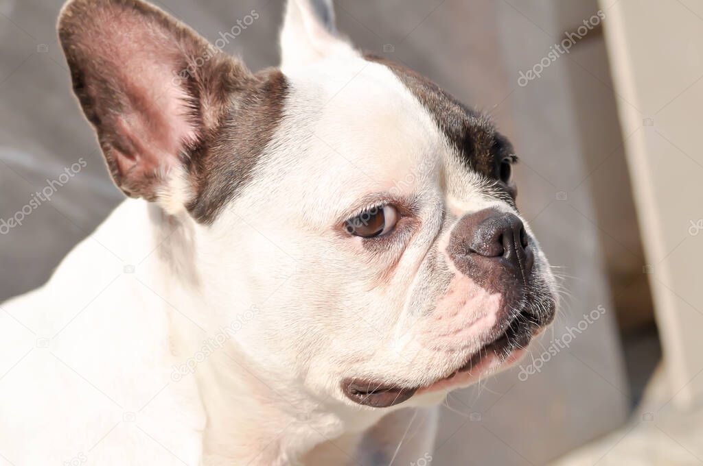 dog or french bulldog, unaware French bulldog on the floor