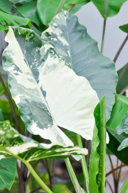 Alocasia, Alocasia makrokorrhizos veya Alocasia bitkisi bahçeye.