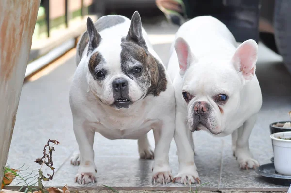 Oude Hond Oude Franse Bulldog Franse Bulldog Vloer — Stockfoto