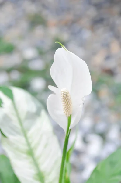 Spathiphyllum Monocotyledonous Araceae Spath Lily Peace White Flower Dot Spathiphyllum — Stock Photo, Image