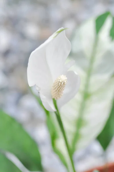 Spathiphyllum Monocotyledonous Lub Araceae Lub Spath Lub Lily Peace Białym — Zdjęcie stockowe