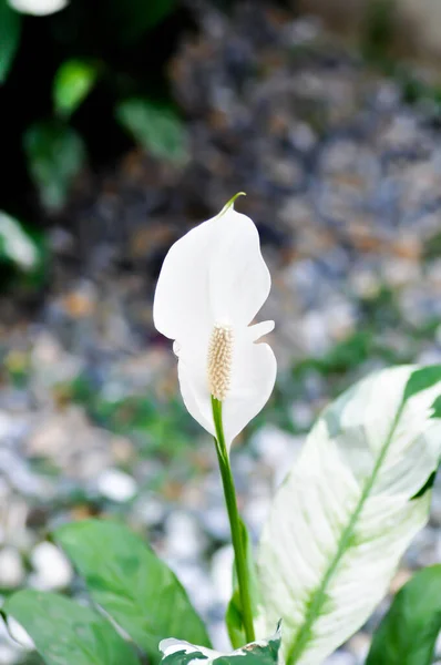 Spathiphyllum Monocotyledonous Lub Araceae Lub Spath Lub Lily Peace Białym — Zdjęcie stockowe