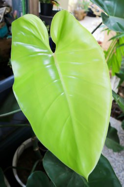 Philodendron, Philodendron erubescens veya K Koch ve Augustin veya ARACEAE