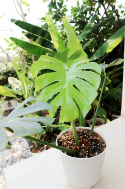 Monstera Thai Takımyıldızı veya Canavar, Herricane bitkisi veya İsviçre peynir bitkisi