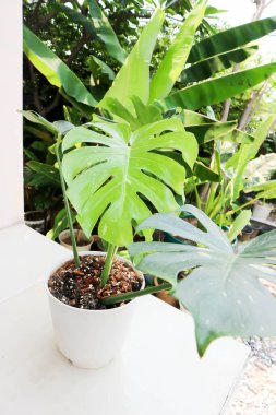 Monstera Thai Takımyıldızı veya Canavar, Herricane bitkisi veya İsviçre peynir bitkisi