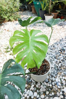 Monstera Thai Takımyıldızı veya Canavar, Herricane bitkisi veya İsviçre peynir bitkisi