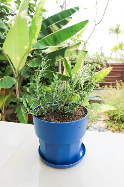 Rosemary Tanaman Rosemary Dalam Pot Bunga — Stok Foto