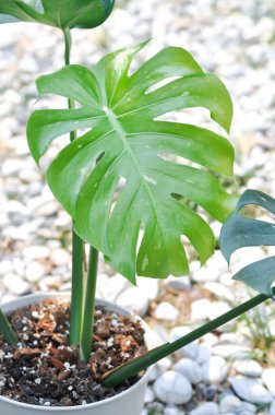 Monstera Thai Takımyıldızı veya Canavar, Herricane bitkisi veya İsviçre peynir bitkisi