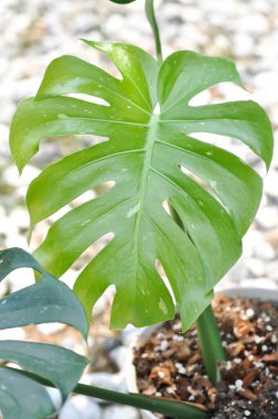 Monstera Thai Takımyıldızı veya Canavar, Herricane bitkisi veya İsviçre peynir bitkisi