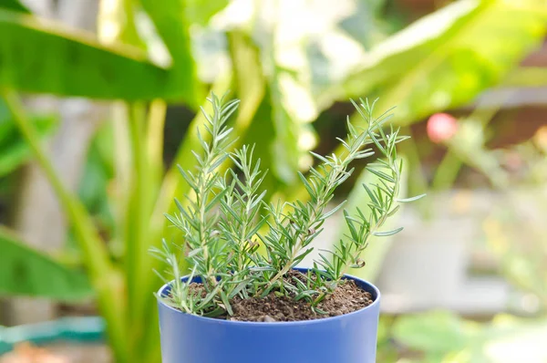 Biberiye, saksıda biberiye.