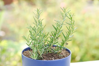 Biberiye, saksıda biberiye.