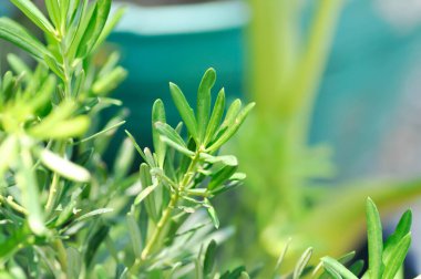 Podocarpus polystachyus, Sea Tak veya Jati Laut veya PODOCARPACEAE bitkisi