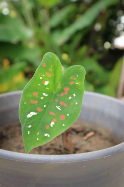 Dieffenbachia seguine, Caladium bicolor veya Araceae bitkisi