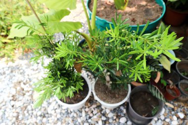 Podocarpus polystachyus, Sea Tak veya Jati Laut veya PODOCARPACEAE bitkisi