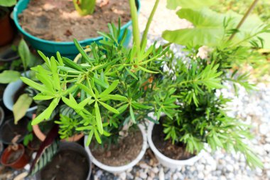 Podocarpus polystachyus, Sea Tak veya Jati Laut veya PODOCARPACEAE bitkisi