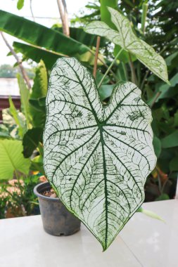 melek kanadı kaladyumu ya da candidum, Caladium bicolor ya da Araceae bitkisi