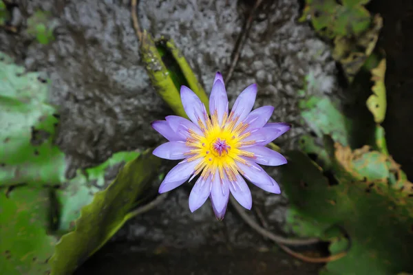 Lótus Lótus Roxo Lírio Água Planta Ninfeia Lótus — Fotografia de Stock