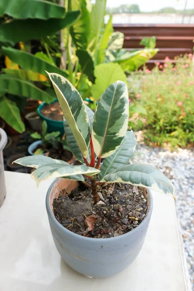 Decora Tree Indian Rubber Tree Rubber Plant Variegated Indian Rubber — 스톡 사진
