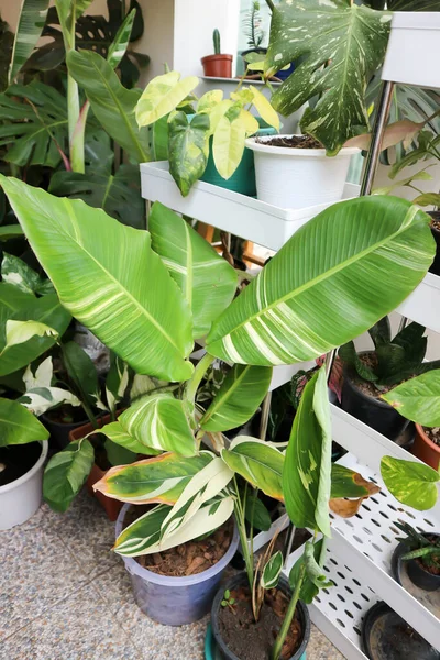 Kluai Tani Dang, Musa balbisiana Colla, Musa Martini Van Geert veya muz ağacı veya muz yaprağı