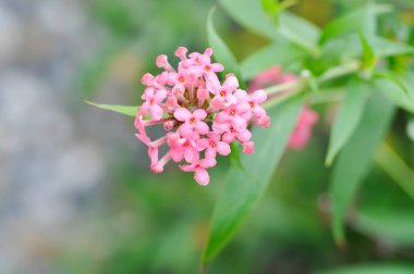 Panama Gülü, Araknothryx Löcophylla veya pembe çiçek