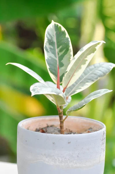 Decora Tree Indian Rubber Tree Rubber Plant Variegated Indian Rubber — Foto de Stock