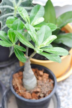 Adenyum obesum, Impala zambağı veya Pembe Bignonia veya Sahte Azalea veya Çöl Gülü bitkisi