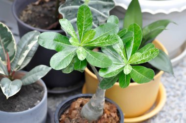 Adenyum obesum, Impala zambağı veya Pembe Bignonia veya Sahte Azalea veya Çöl Gülü bitkisi