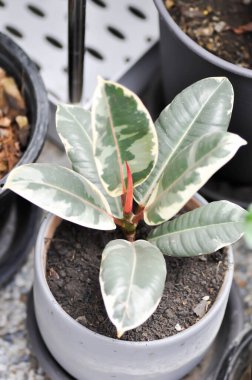 Dekora Ağacı, Hint Kauçuk Ağacı veya Kauçuk Bitkisi veya Değişken Hint Lastiği veya Ficus elastica veya Assam Rubber Bitkisi