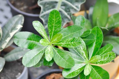 Adenyum obesum, Impala zambağı veya Pembe Bignonia veya Sahte Azalea veya Çöl Gülü bitkisi