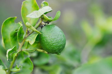 limon, limon bitkisi veya limon ağacı veya limon çiftliği