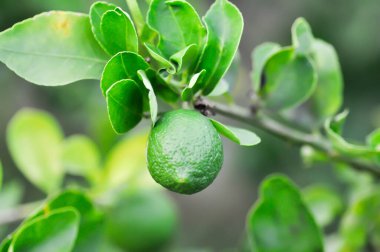 limon, limon bitkisi veya limon ağacı veya limon çiftliği