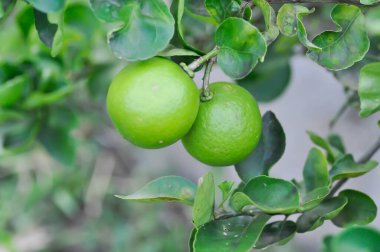 limon, limon bitkisi veya limon ağacı veya limon çiftliği