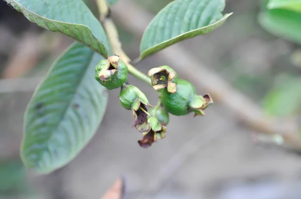 Guava Tree Myrtaceae Psidium Guajava Linn Plant — Stock Photo, Image