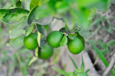 limon, limon bitkisi veya limon ağacı veya limon çiftliği