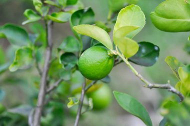 limon, limon bitkisi veya limon ağacı veya limon çiftliği