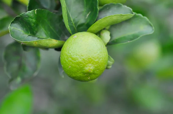Lime Lime Plant Lemon Lemon Tree Lemon Farm — Stock Photo, Image