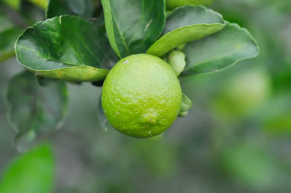 Mész Lime Növény Vagy Citrom Vagy Citromfa Vagy Citromgazdaság — Stock Fotó