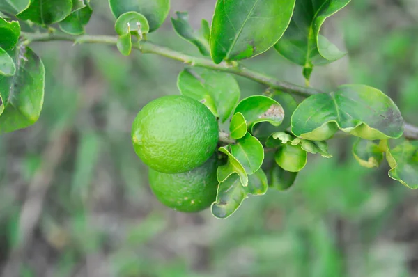 limon, limon bitkisi veya limon ağacı veya limon çiftliği