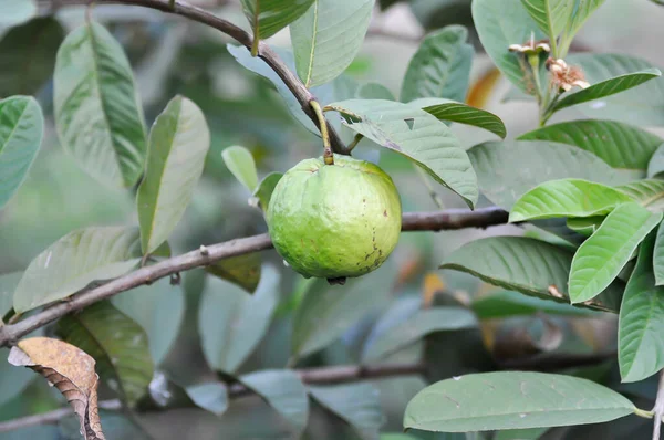 Guavaboom Myrtaceae Psidium Guajava Linn — Stockfoto